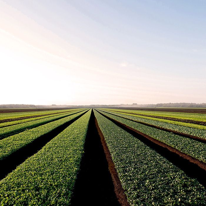 Salad fields - Vegpro