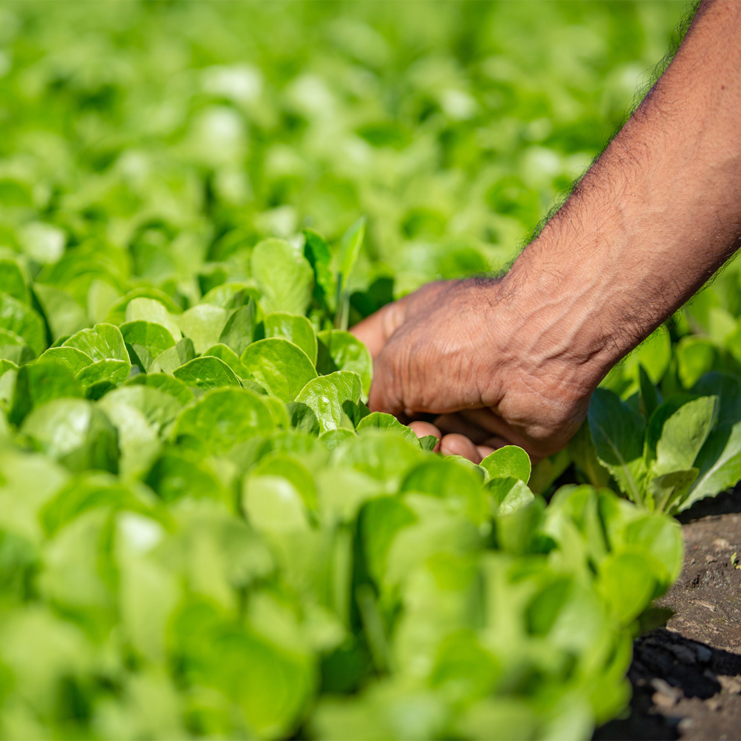 Picking the salad - Vegpro