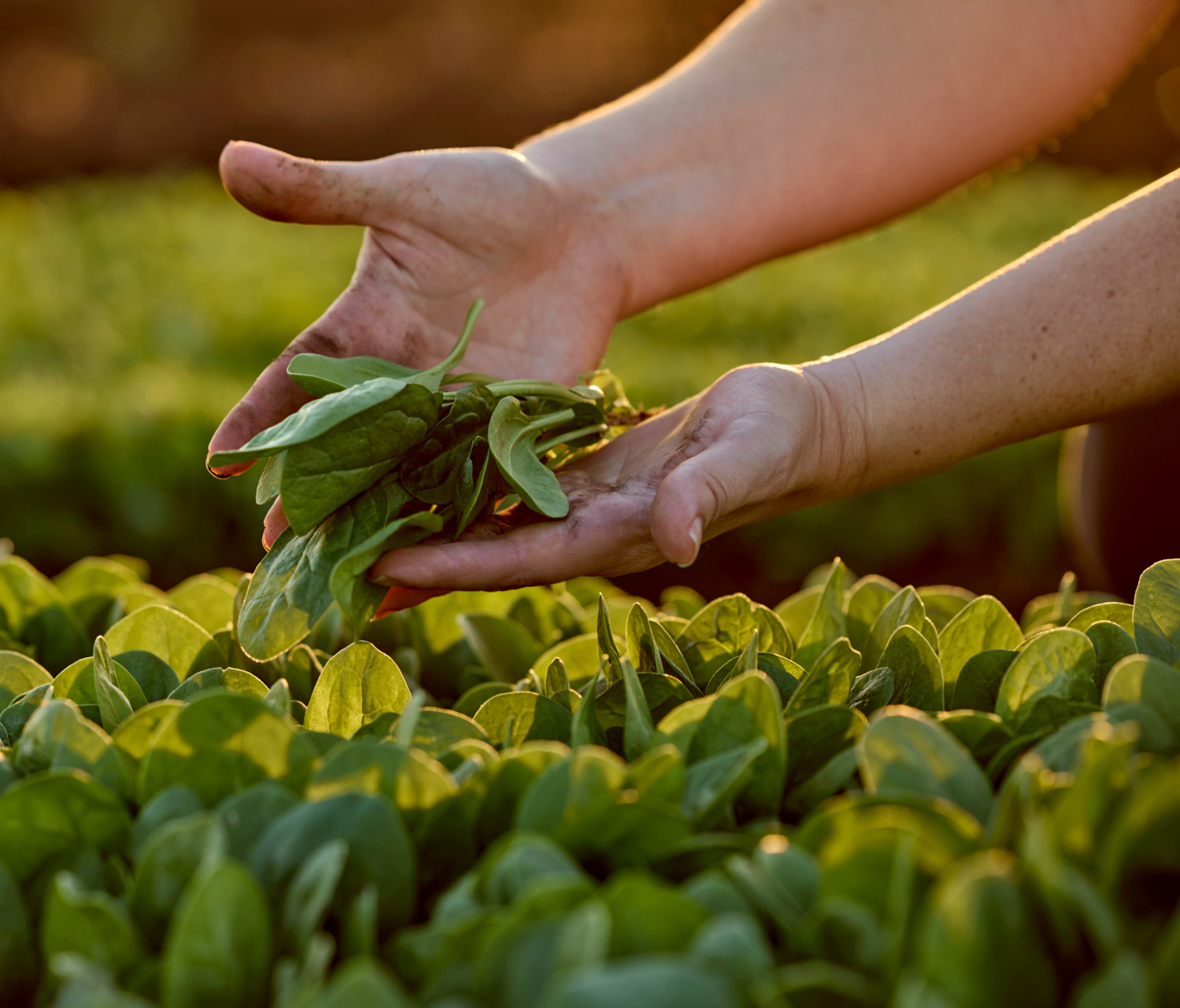 Vegpro mission and vision